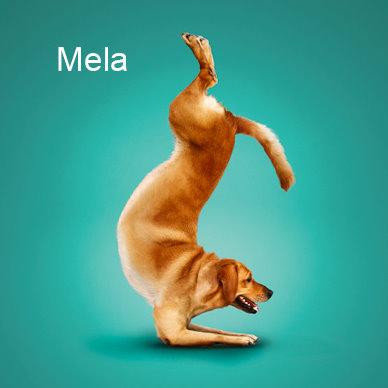 anjing yoga 10 Foto pilihan pekan ini