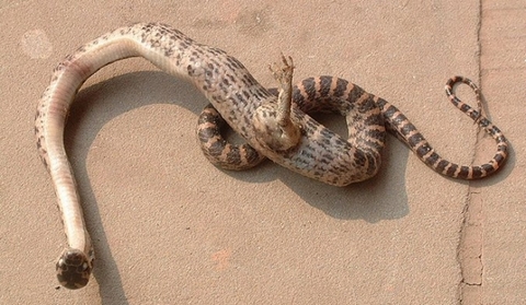 ular berkaki satu Ular punya kaki, manusia dengan jidat setengah